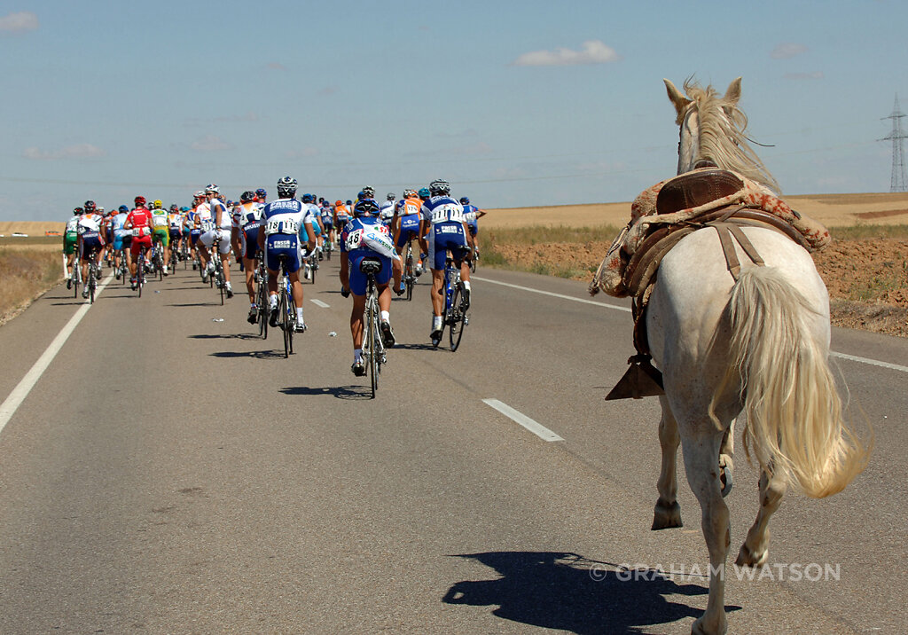 Horse-1.jpg